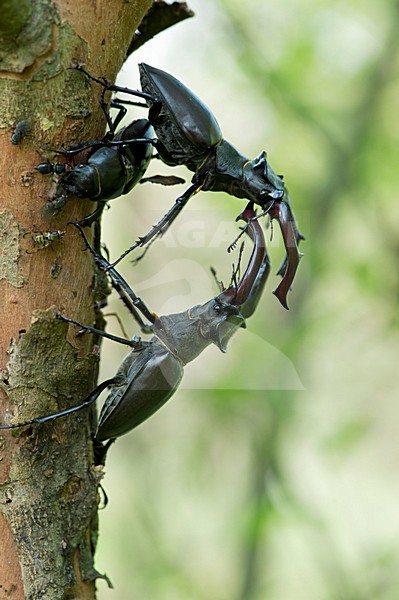 Vechtende Vliegend hert mannetjes, Fighting males Stag beetle stock-image by Agami/Rob de Jong,