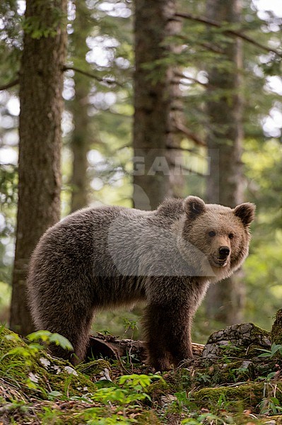 A European brown bear, Ursus arctos, standing and looking at the camera. Notranjska forest, Inner Carniola, Slovenia stock-image by Agami/Sergio Pitamitz,