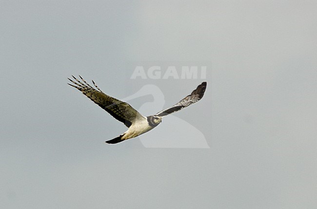 Buffon Kiekendief vliegend; Long-winged Harrier flying stock-image by Agami/Roy de Haas,