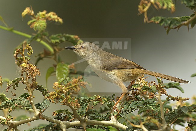 Tawny-flanked Prinia (Prinia subflava subflava), side view of adult male in breeding plumage, Gambia stock-image by Agami/Kari Eischer,