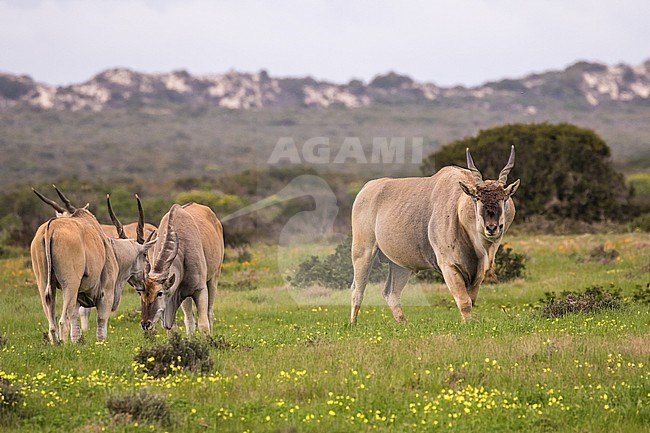 Common eland (Taurotragus oryx)  in South Africa. Also known as the southern eland or eland antelope. stock-image by Agami/Pete Morris,