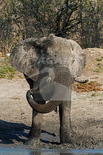 Portrait of an African elephant, Loxodonta africana, mudding in a water hole.  Savute Marsh, Chobe National Park, Botswana. stock-image by Agami/Sergio Pitamitz,