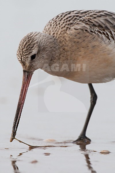 Eerste winter Rosse Grutto foeragerend op het strand; First winter Bar-tailed Godwit foraging on the beach stock-image by Agami/Arnold Meijer,