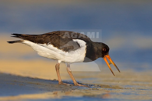 Scholekster staand; Eurasian Oystercatcher perched stock-image by Agami/Daniele Occhiato,