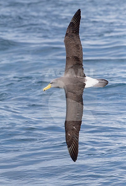 Chatham Albatross (Thalassarche eremita) at sea off the Chatham Islands in New Zealand. Adult banking left, showing upper wings. stock-image by Agami/Marc Guyt,