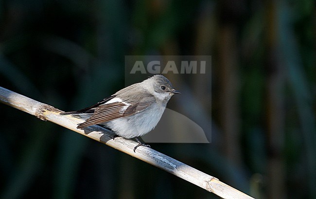 Adult female Collared Flycatcher (Ficedula albicollis) perched on a reed stem on Lesbos, Greece stock-image by Agami/Helge Sorensen,