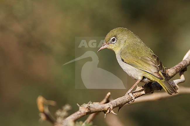 Abyssinian White-eye (Zosterops abyssinica) perched on a spiny twig in Oman. Also known as White-breasted white-eye. stock-image by Agami/Ralph Martin,