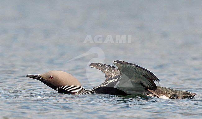 Adult Black-throated Diver (Gavia arctica) in summer plumage in lake in taiga forest near Vaala in Finland during short arctic summer. stock-image by Agami/Markus Varesvuo,