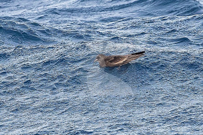 Bulwer's Petrel (Bulweria bulwerii) swimming in the atlantic ocean off Sao Nicolau in Cape verde islands. stock-image by Agami/David Monticelli,
