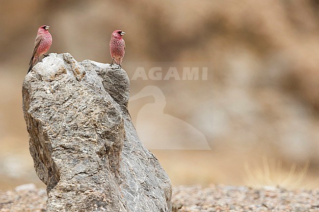 Great Rosefinch (Carpodacus rubicilla) adult males on a rock and chasing each other stock-image by Agami/Ralph Martin,