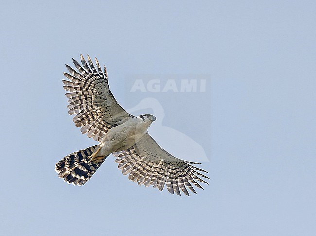 Collared Forest Falcon, Micrastur semitorquatus, in Mexico. stock-image by Agami/Pete Morris,