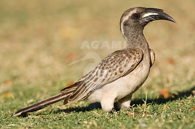 Grijze Tok, African Grey Hornbill, Tockus nasutus stock-image by Agami/Marc Guyt,