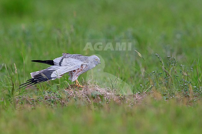 Montagu's Harrier (Cyrcus pygargus), adult male stretching its wings in Italy. stock-image by Agami/Saverio Gatto,