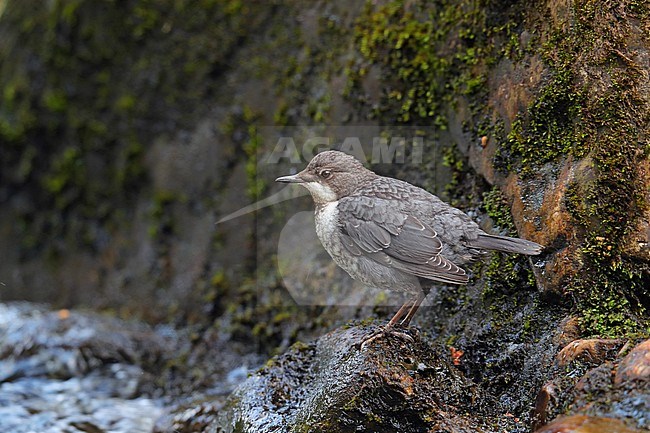 Juvenile White-throated Dipper (Cinclus cinclus gularis) perched on a rock in a fast flowing river in Scotland. stock-image by Agami/Bill Baston,