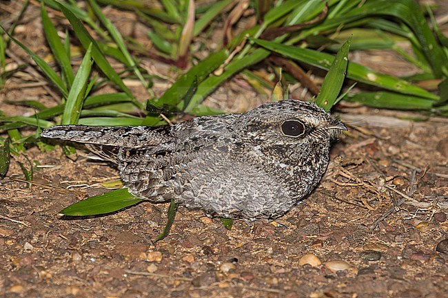 Sickle-winged Nightjar (Eleothreptus anomalus) in Paraguay. Resting on the ground at night. stock-image by Agami/Pete Morris,