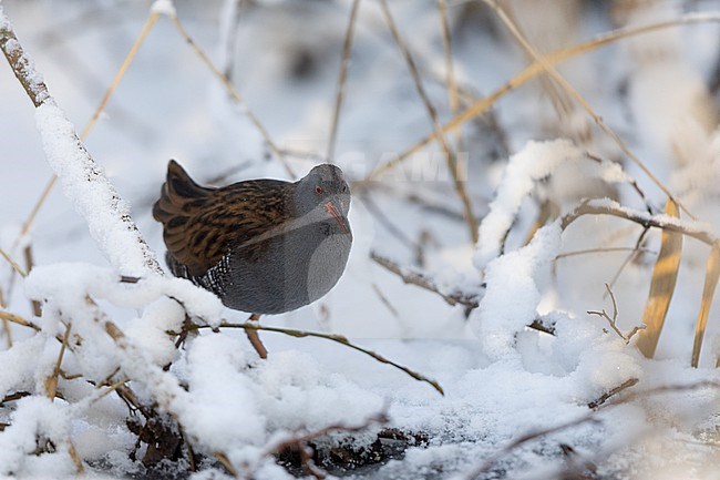 Water Rail (Rallus aquaticus) walking in snow at Gentofte, Denmark stock-image by Agami/Helge Sorensen,
