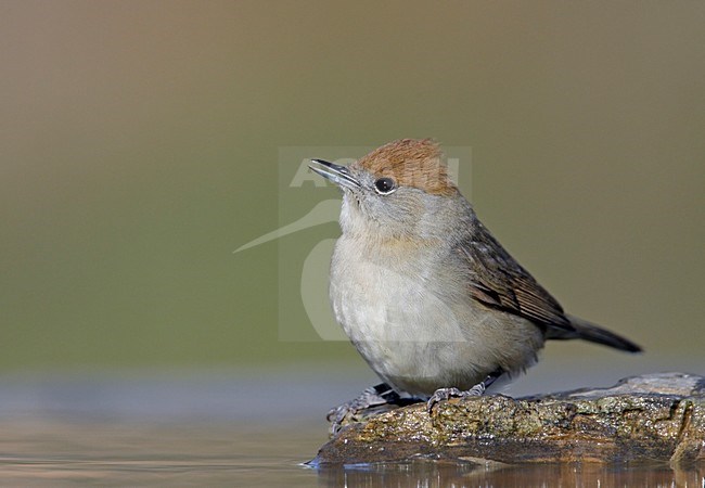 Drinkend Vrouwtje Zwartkop; Female Eurasian Blackcap drinking stock-image by Agami/Markus Varesvuo,