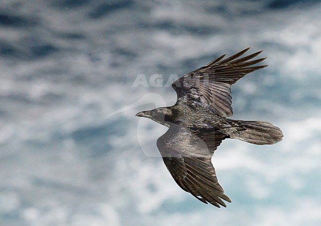 Raaf in de vlucht; Common Raven in flight stock-image by Agami/Markus Varesvuo,