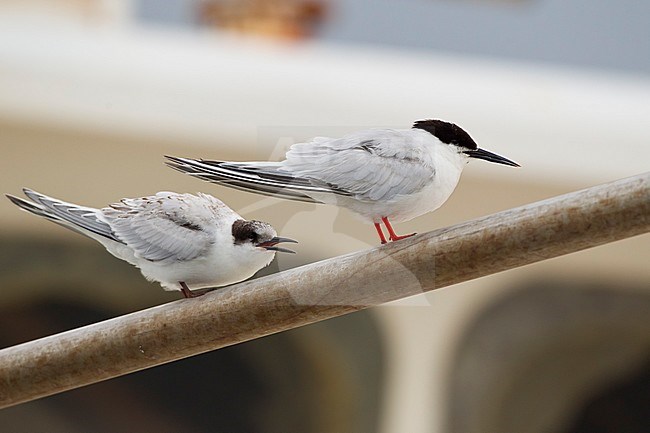 Adult and begging juvenile Roseate Tern (Sterna dougallii) resting in Ponta Delgada Harbour on the island Terceira in the Azores. stock-image by Agami/David Monticelli,
