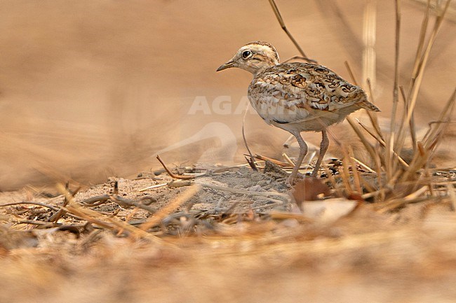 Quail-plover (Ortyxelos meiffrenii) in Senegal. Also known as  lark buttonquail or lark-plover. stock-image by Agami/Dani Lopez-Velasco,