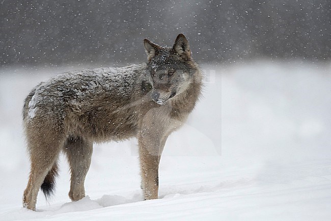 Wolf in snow covered forest in Poland stock-image by Agami/Han Bouwmeester,