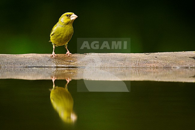 Groenling bij drinkplaats; European Greenfinch at drinking site stock-image by Agami/Marc Guyt,