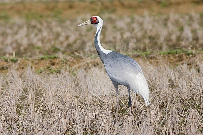 White-naped Crane adult standing; Witnekkraanvogel volwassen staand stock-image by Agami/Marc Guyt,