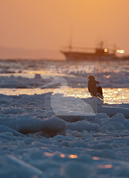 Steller-zeearend op pakijs, Steller's Sea-eagle perched on pack-ice stock-image by Agami/Roy de Haas,