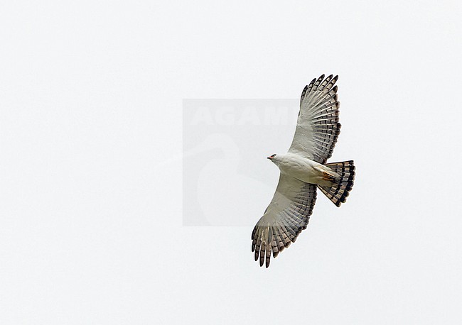 Black-and-white Hawk-Eagle (Spizaetus melanoleucus) in Panama. stock-image by Agami/Pete Morris,