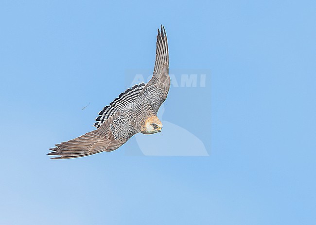 Red-footed falcon (Falco vespertinus) on the hunt for Common cockchafers (Melolontha melolontha). Female Red-footed Falcon, second calenderyear (2cy/2kj). Diving down. stock-image by Agami/Lennart Verheuvel,