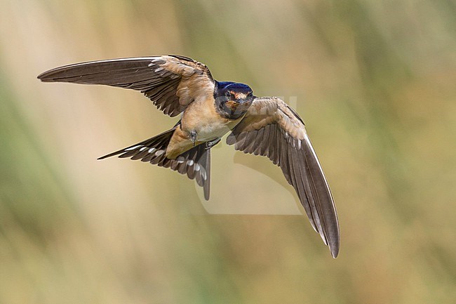 Barn Swallow (Hirundo rustica) in Italy. stock-image by Agami/Daniele Occhiato,