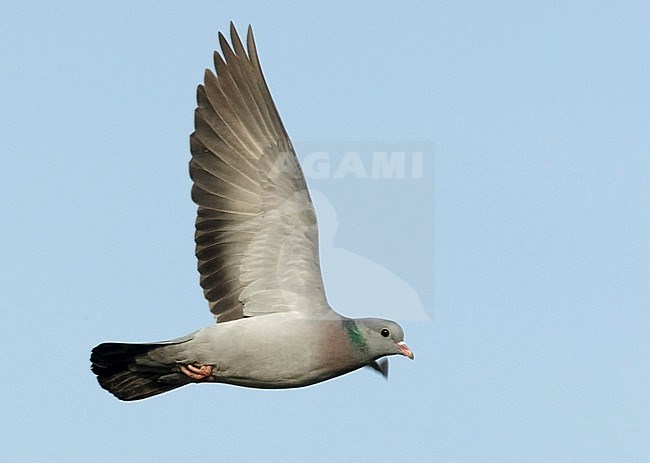 Stock Dove (Columba oenas) flying against a blue sky as background. stock-image by Agami/Harvey van Diek,