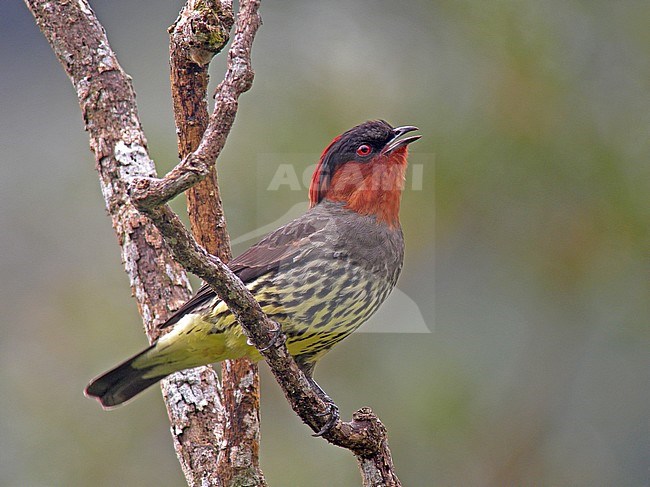 Chestnut-crested Cotinga (Ampelion rufaxilla) a species of subtropical or tropical moist montane forests of the Andes. stock-image by Agami/Pete Morris,