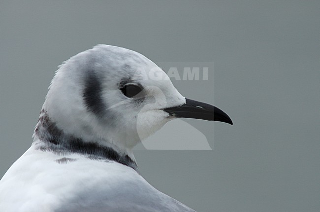 Black-legged Kittiwake immature close-up; Drieteenmeeuw onvolwassen portret stock-image by Agami/Marc Guyt,