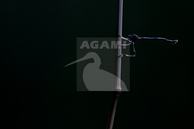 Leptogaster subtilis - Klöppel-Schlankfliege, Germany (Baden-Württemberg), imago, male stock-image by Agami/Ralph Martin,