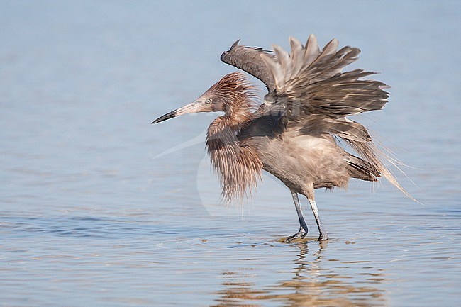 Reddish Egret adult fishing Mexico stock-image by Agami/Wil Leurs,