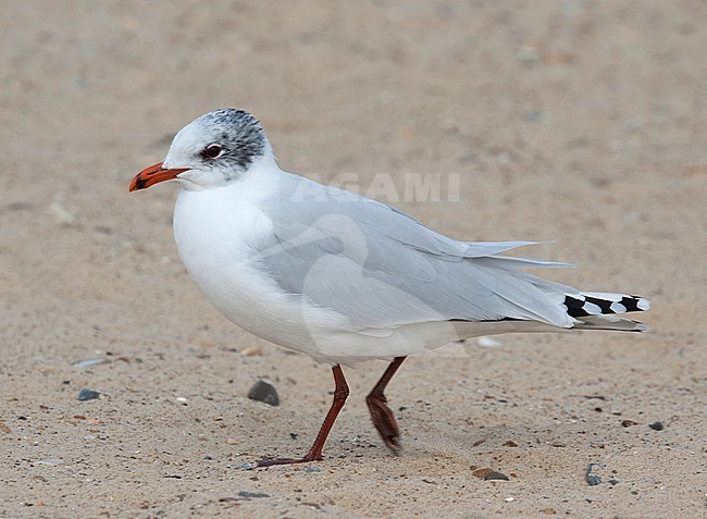 Second winter plumaged Mediterranean Gull (Ichthyaetus melanocephalus) at Great Yarmouth beach, Norfolk, England, during late winter. stock-image by Agami/Steve Gantlett,