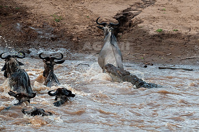A Nile crocodile, Crocodilus niloticus, attacking a wildebeest, Connochaetes taurinus, crossing a river. Mara River, Masai Mara National Reserve, Kenya. stock-image by Agami/Sergio Pitamitz,