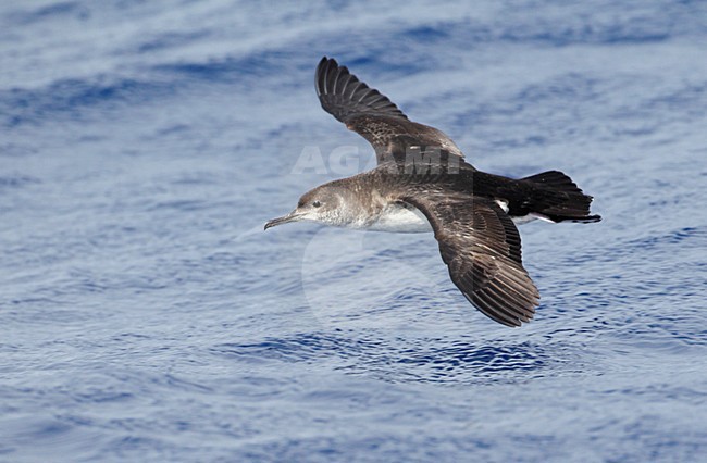 Noordse Pijlstormvogel in vlucht; Manx Shearwater in Flight stock-image by Agami/Mike Danzenbaker,