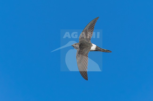 Probably second calendar year Pacific Swift (Apus pacificus) flying over Corrnaiano, Italy. stock-image by Agami/Vincent Legrand,