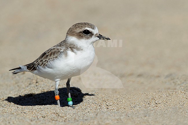 Adult Snowy Plover (Charadrius nivosus) in nonbreeding plumage on a beach in Los Angeles County, California, USA. stock-image by Agami/Brian E Small,