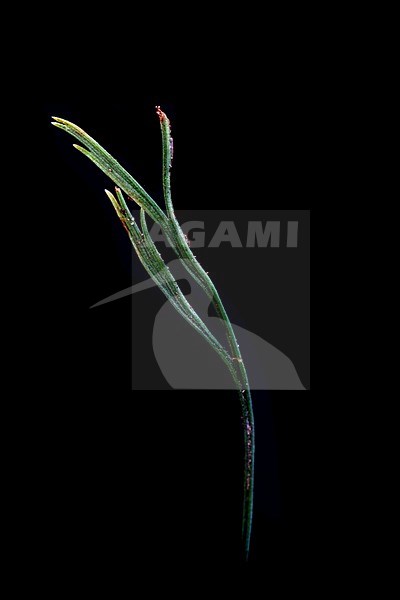 Forked spleenwort, Asplenium septentrionale stock-image by Agami/Wil Leurs,