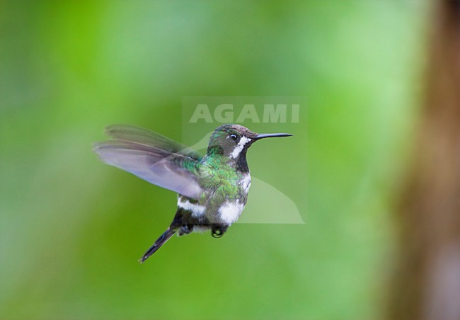 Groene Draadkolibrie in de vlucht; Green Thorntail in flight stock-image by Agami/Marc Guyt,