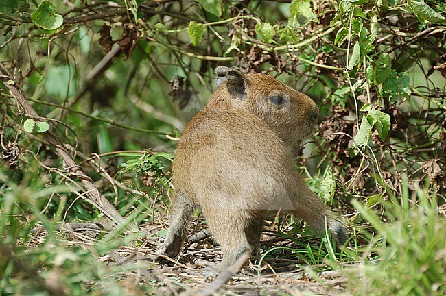 The Capybara (Hydrochoerus hydrochaeris) is the largest living rodent and resident to South America. stock-image by Agami/Eduard Sangster,