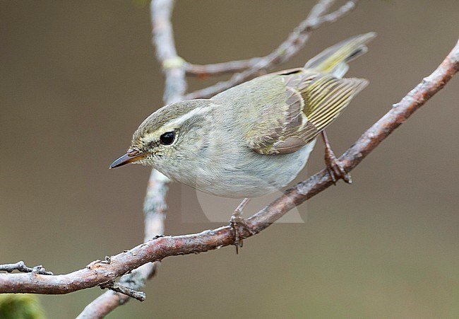 Yellow-browed Warbler - Gelbbrauen-Laubsänger - Phylloscopus inornatus, Russia (Ural) stock-image by Agami/Ralph Martin,