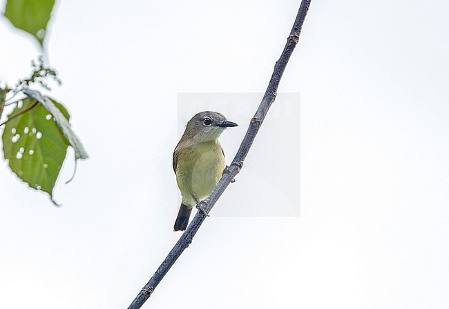 Biak Gerygone (Gerygone hypoxantha) in West Papua, Indonesia. stock-image by Agami/Pete Morris,