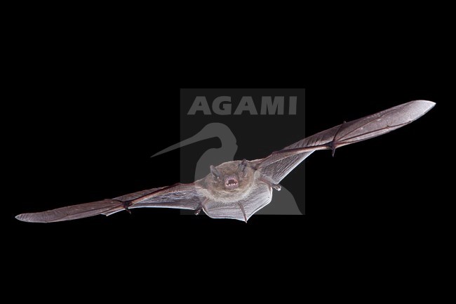 Ruige dwergvleermuis vliegend, Nathusius' pipistrelle flying, stock-image by Agami/Theo Douma,