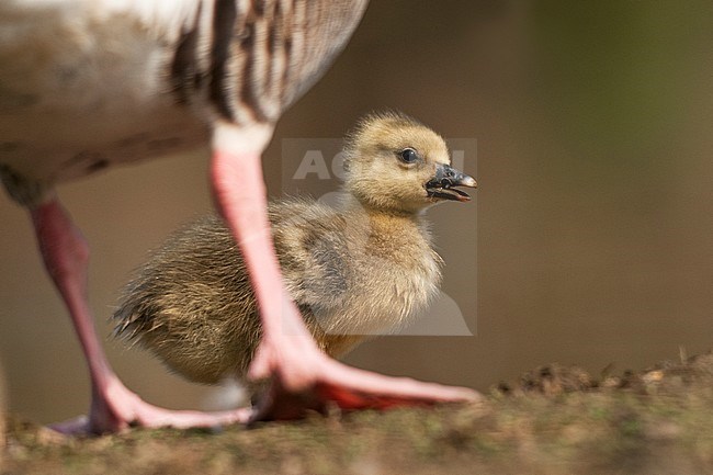 Greylag Goose (Anser anser) stock-image by Agami/Bence Mate,