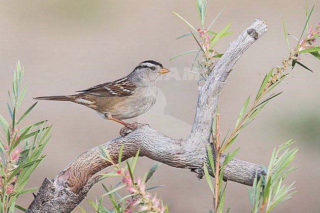 Adult 
Santa Barbara Co., CA
November 2022 stock-image by Agami/Brian E Small,