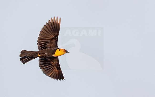 Yellow-headed Blackbird (Xanthocephalus xanthocephalus) adult in flight stock-image by Agami/Ian Davies,